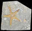 Ordovician Starfish (Petraster?) - Morocco #57705-1